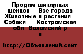 Продам шикарных щенков  - Все города Животные и растения » Собаки   . Костромская обл.,Вохомский р-н